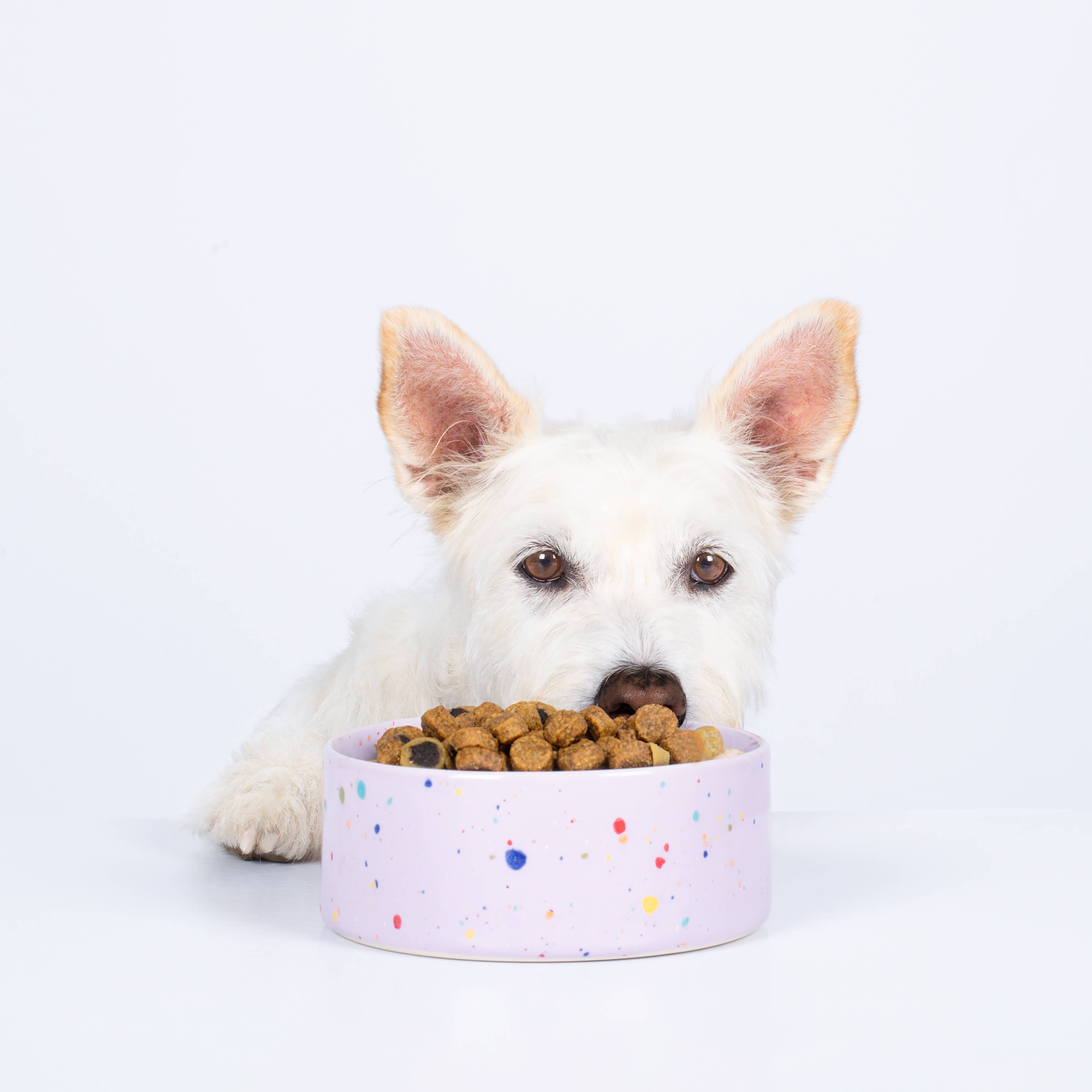 Party Pet Bowl 14cm Set of 2 – Handmade Pet Bowls by Egg Back Home - Kúbome