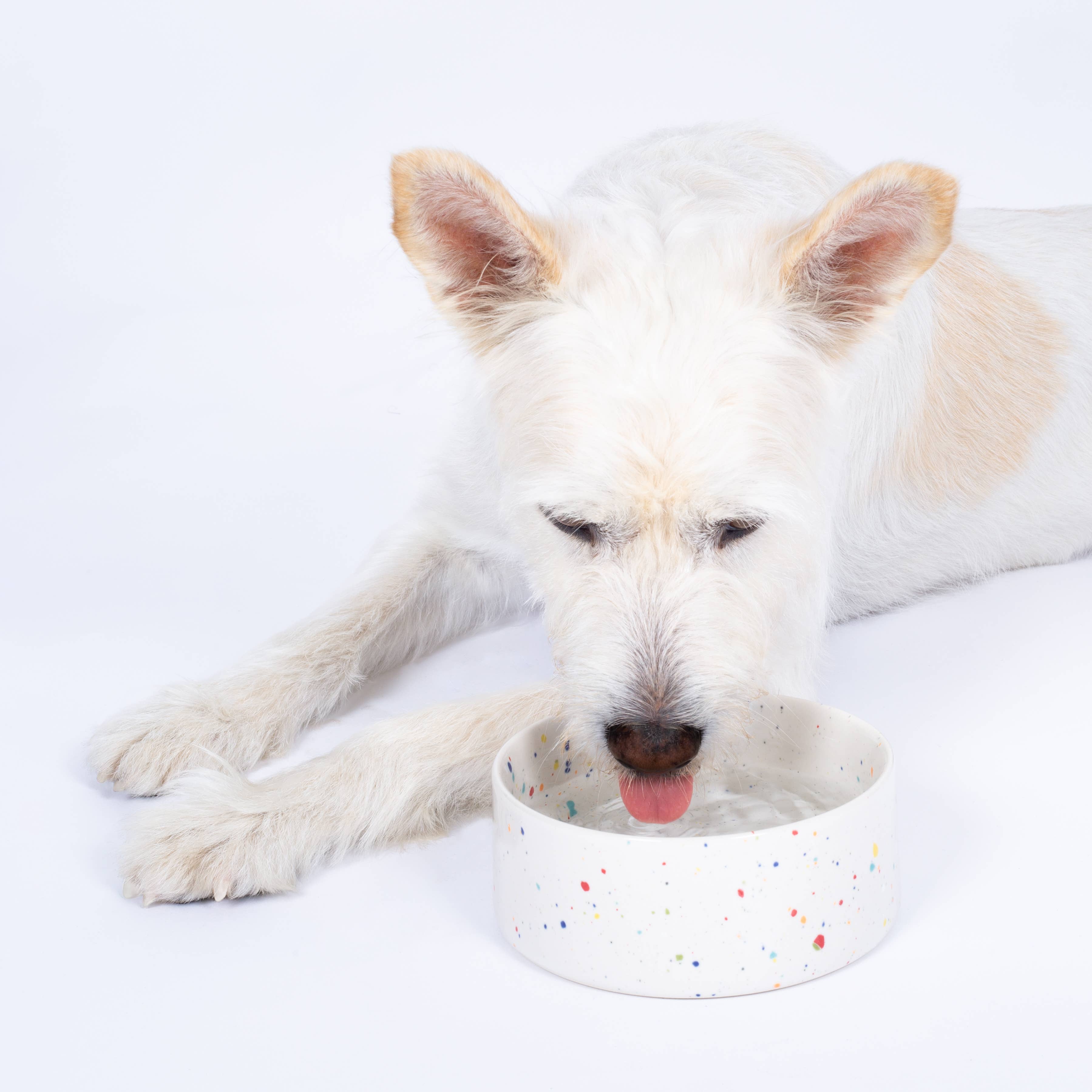Party Pet Bowl 14cm Set of 2
