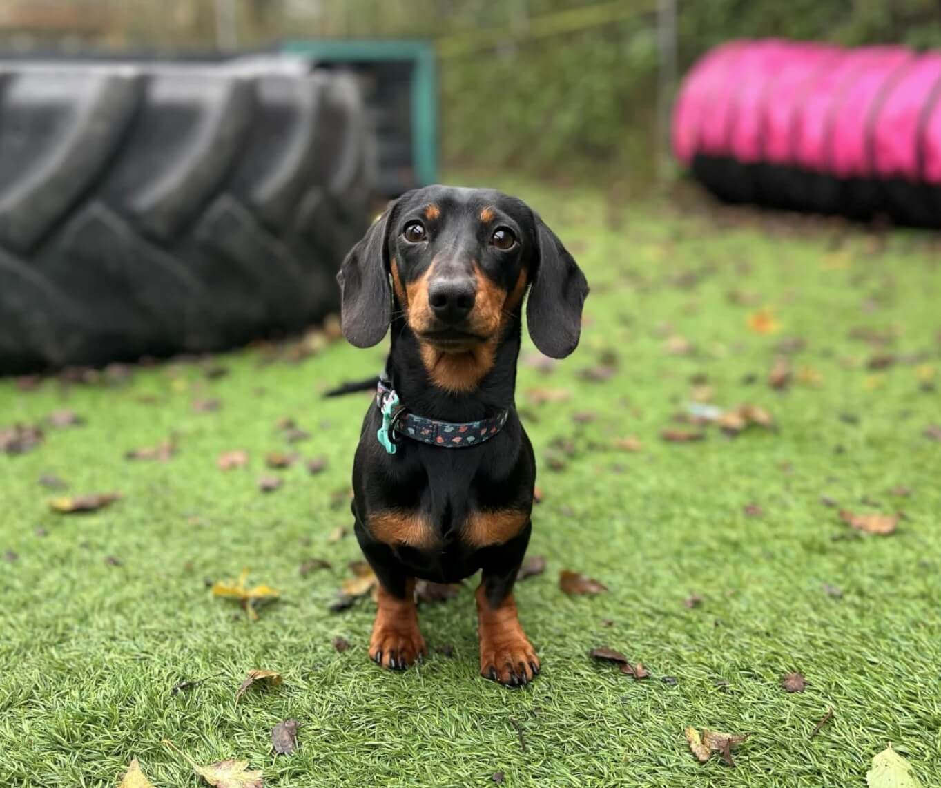Small black and brown dog standing on grass with tires and a pink object in the background.