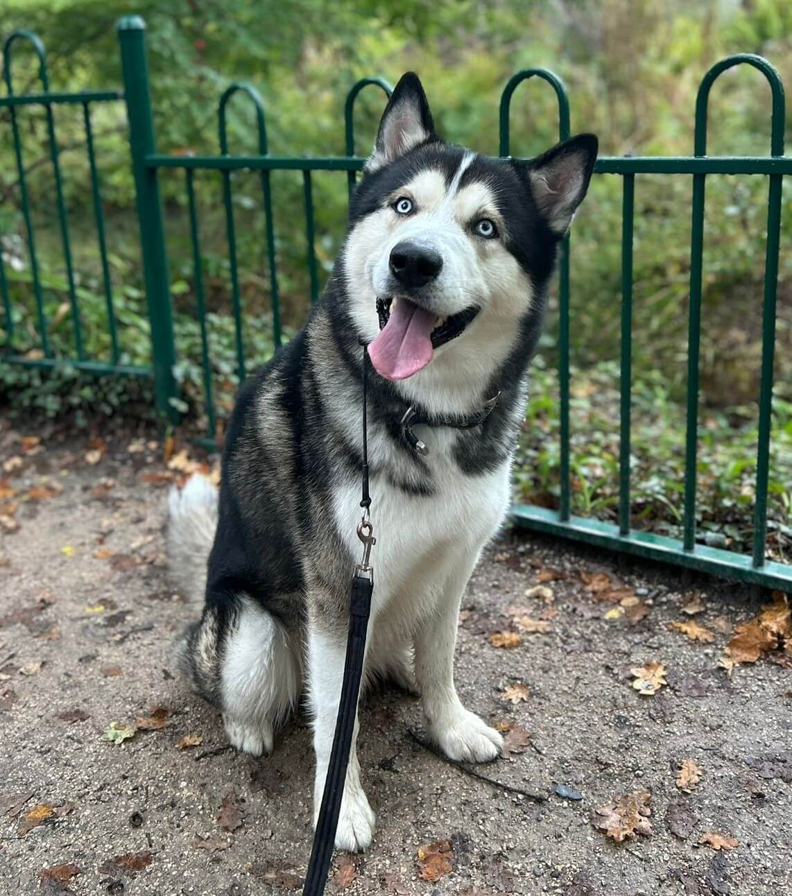 Husky dog on a leash sitting outdoors with a green fence in the background.
